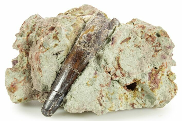 Fossil Spinosaurus Tooth - Dekkar Formation, Morocco #375616